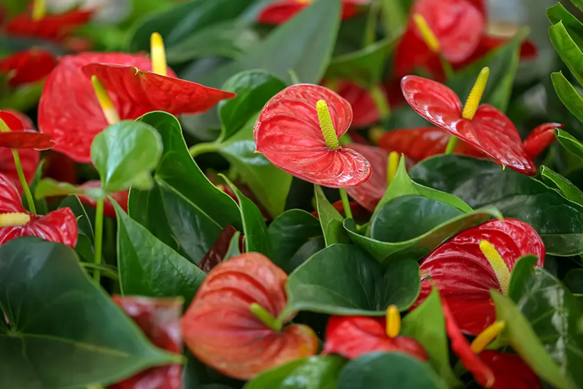 L-ANTHURIUM, Une plante exotique aux tons roses