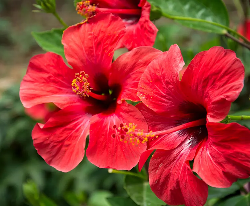 L-HIBISCUS, Une plante fleurie d-interieur coloree