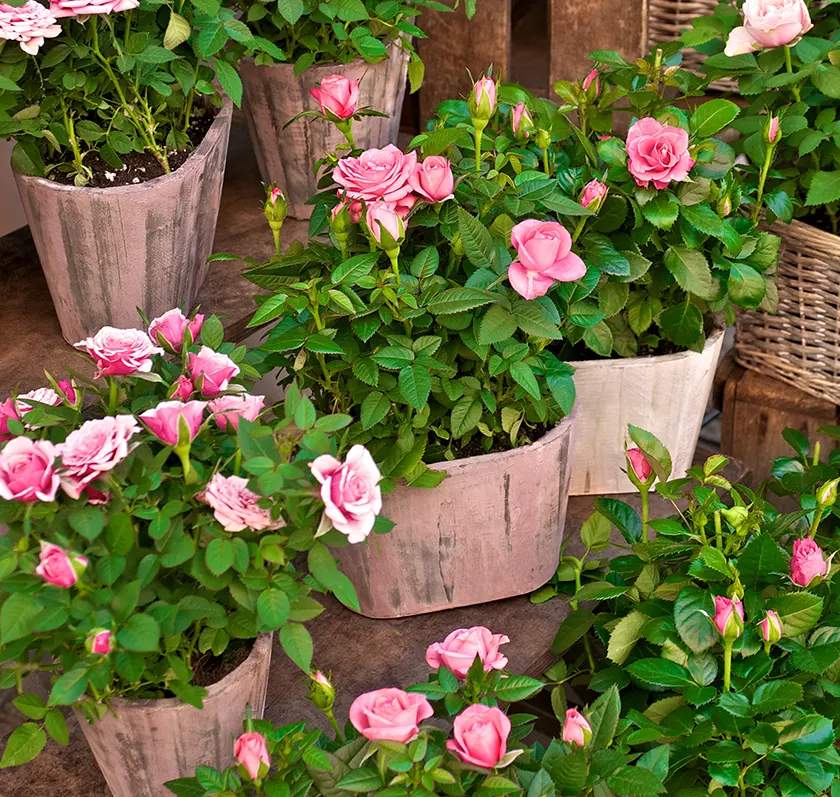 LE MINI ROSIER, Une plante a petites fleurs roses